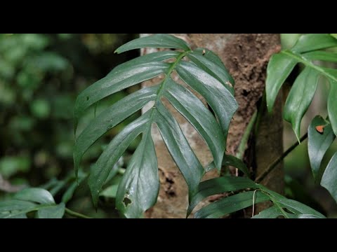 Enjoy video of Monstera deliciosa (Janda bolong)