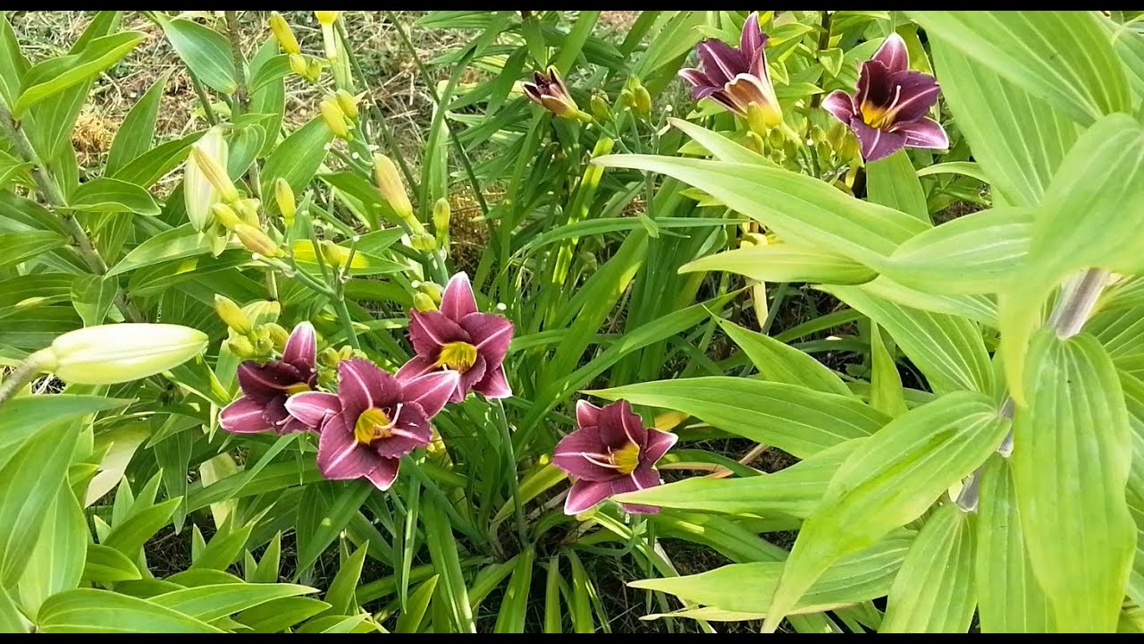 Garden Update Mid-July with a Couple of Indoor Plants at the End