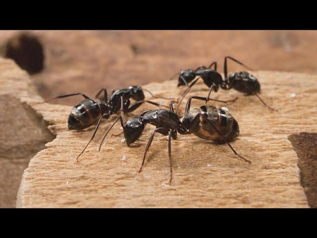 Tips To Get Rid Of Carpet Ants You