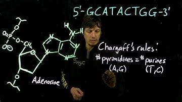 Topic 10.9 - Chargaff