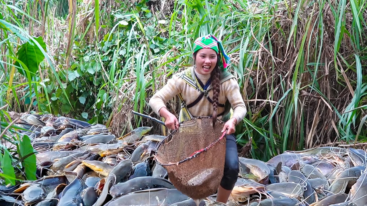 Amazing Skills: Hand-catching 1600+ giant catfish & carp from mud pond for market sale with family