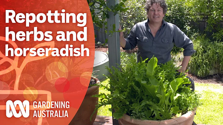 Refresh and repot an overgrown herb garden | Growing fruit and veg | Gardening Australia