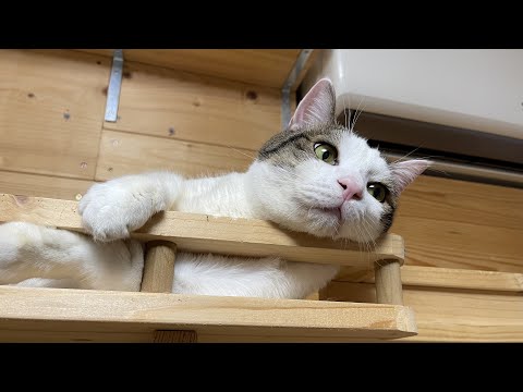 「しっかり埋めようやぁ～」って笑顔で言いたくなる猫