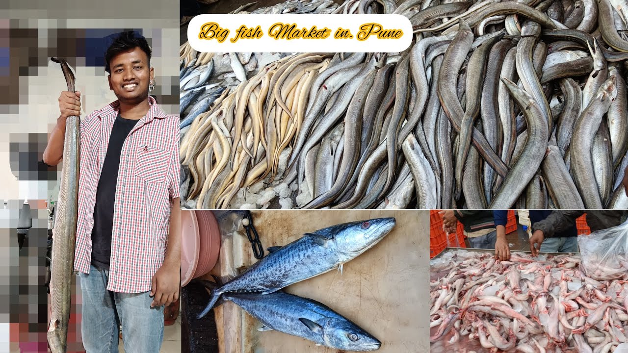 BIG FISH MARKET IN PUNE youtubevideo YouTube big-fish-market-in-pune-youtubevideo-youtube