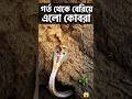গর্ত থেকে বেরিয়ে এলো ভয়ংকর কোবরা!