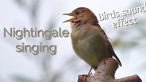 bird sounds status 10 | nightingale singing hd | birds sound effect