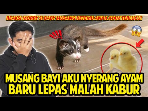 Video: Adakah ji ah mempunyai manik musang?