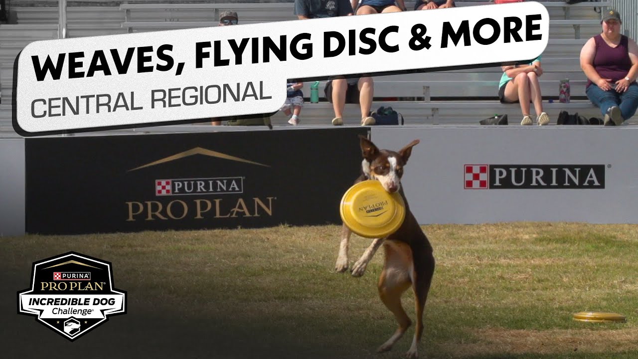 Incredible Dog Challenge: Weave, Flying Disc and Fetch It Central Regional | NBC Sports