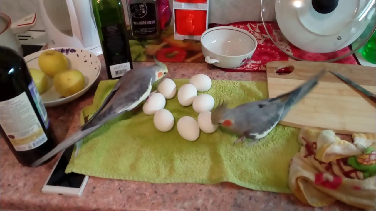 Корелла несет яйца. Корелла высиживает яйца. Яйца попугая. Яйцо Карелы.