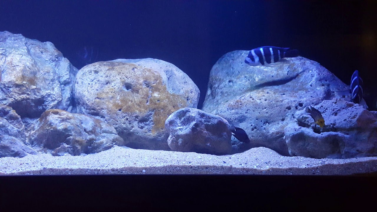 camera iphone 8 plus apk Cyphotilapia gibberosa blue zaire moba wild caught breeding.