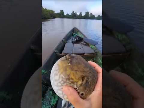 Releasing amazing puffer fish #shorts #lovely #reels