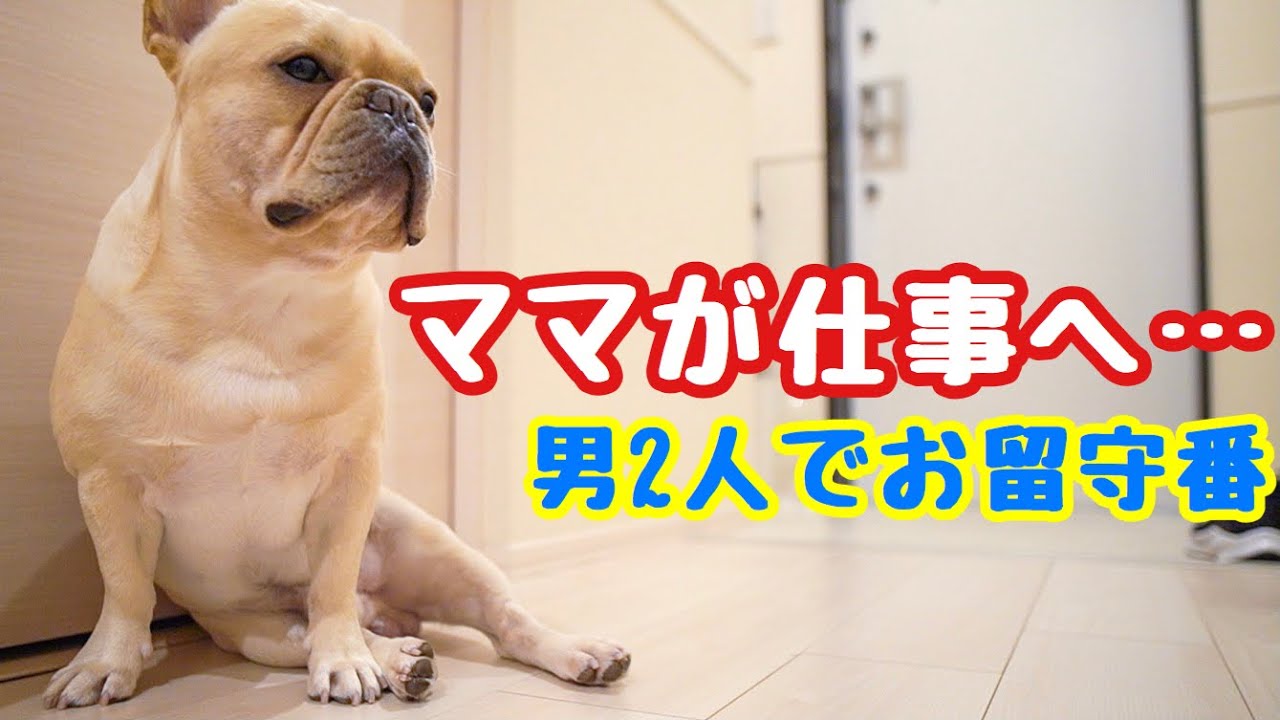 必見 エリザベスカラーの作り方 フレンチブルドッグのルーク Luke Vlog 36 Youtube