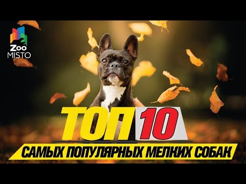 Топ 10 cамых популярных мелких собак\\Top 10 most popular small dogs