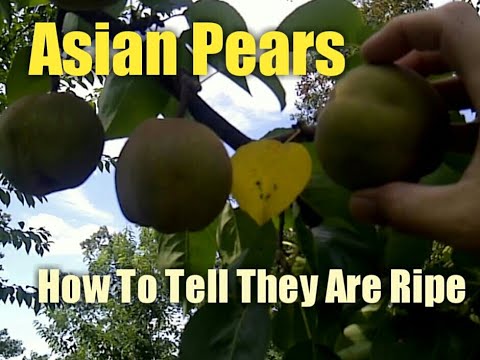 Vídeo: Què és una pera asiàtica Chojuro: aprendre sobre el cultiu de peres asiàtiques Chojuro