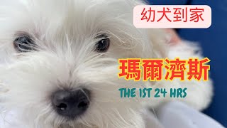 Pick up our Maltese puppy 3 months old boy home | The first 24 hours in the new homeEnglish CC)