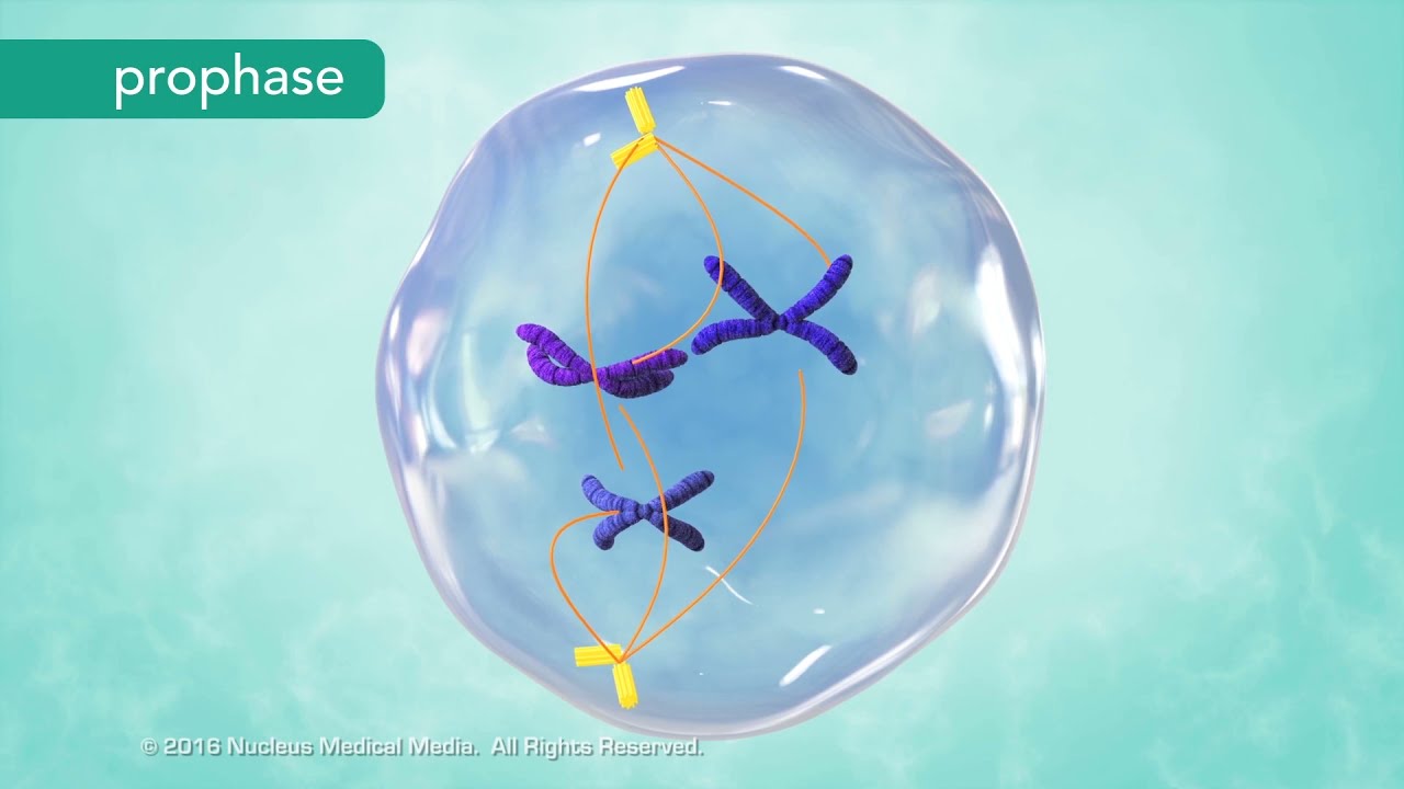 M Phase of the Cell Cycle