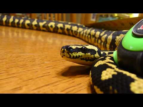 Jungle Carpet Python