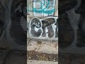 GRAFFITI NEVER DIES CADE CEMETERY GRAFFITI NYC BK GND GRAFFITI NEVER DIES CADE CEMETERY GRAFFITI NYC BK GND
