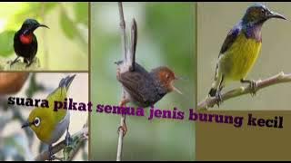 suara pikat burung kecil anti Zong