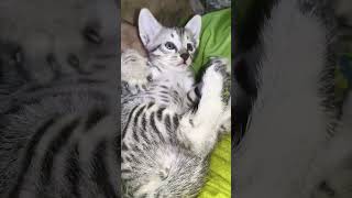 cute kitten meow meow 😁😁 #cute #cat #meow