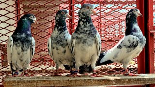 Prince Kamagar & Teddy Pigeons for my Friend in JACOBABAD