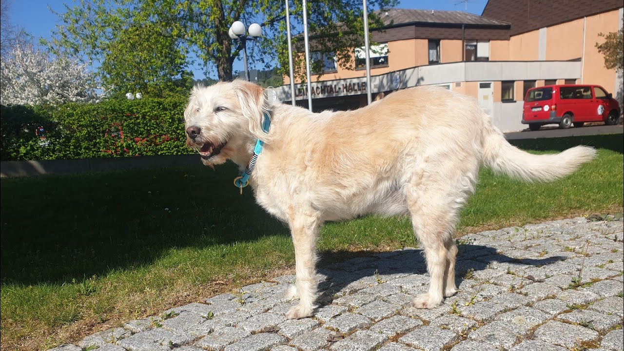 hund stop beibringen
