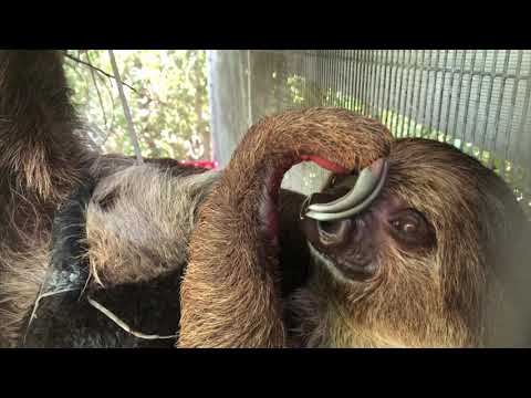 Two-Toed Sloth Born At Zoo Miami!
