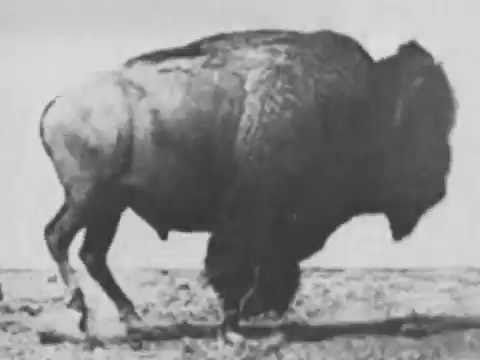 Buffalo Running 1883 Eadweard Muybridge, Very Early Film - YouTube