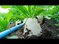 Agriculture Technology - Planting Radishes from Seed and Harvesting