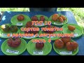 ТОП 10 сортов томатов с дегустацией ,часть 4