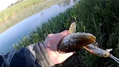 Рыбалка Наше Всё