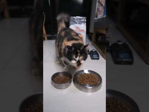 Royal Canin Exigent Aroma VS Royal Canin Hair and Skin Untuk Kucing Picky Eater