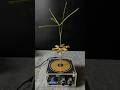 Tesla coil + spiner + Plants