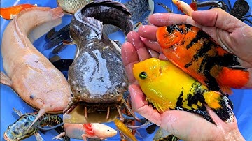 Tổng hợp các video cá cảnh đẹp, động vật dễ thương, cá lia thia, cá betta, cá chép vàng