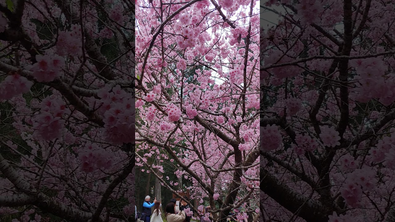 21年2月19日 2 Youtube