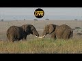 safariLIVE - Sunrise Safari - July 15, 2019 Part 2