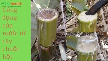 Tác Dụng Tuyệt Vời Của Nước Từ Thân Chuối Hột