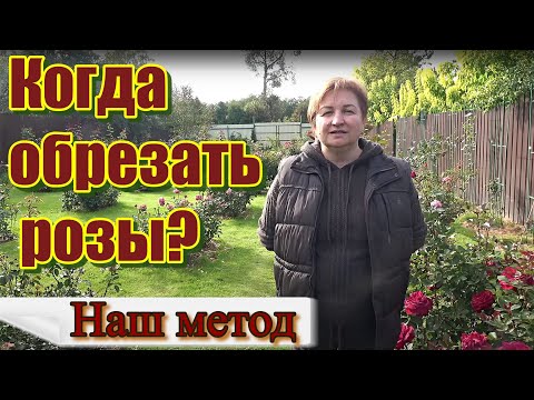 Когда обрезать розы?