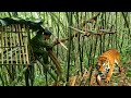 Fullsurvival alone  attacked by wild animals quickly find shelter survival instinct