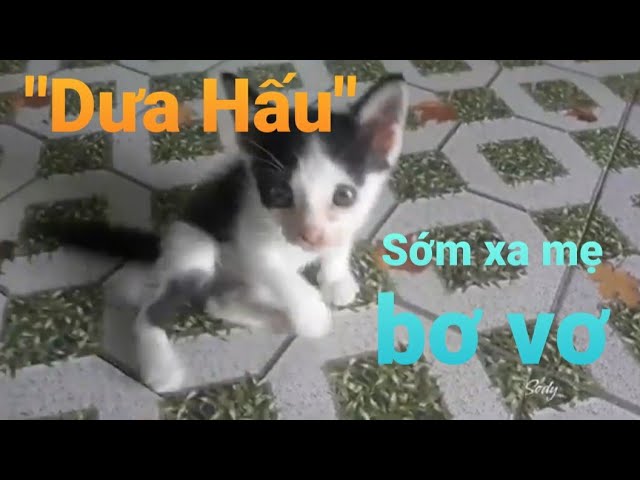 TIỂU MEO💚ĐÁNG YÊU