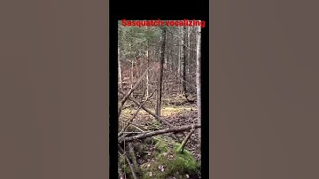 Sasquatch vocalizing #mystery #creature #alien #sasquatch_01 #forestmonster #bigfoot #creepypasta