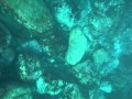 はやすぃ ドルフィンスイムin御蔵島2010年