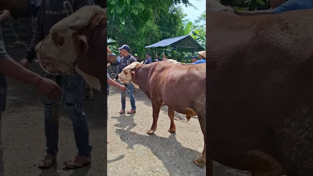 HARGA SAPI BAKALAN JUMBO TIMBANGAN DIPASAR PETAMBAKAN BANJARNEGARA