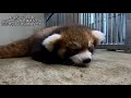 那須どうぶつ王国　レッサーパンダ兄弟赤ちゃん / Red Panda Babies