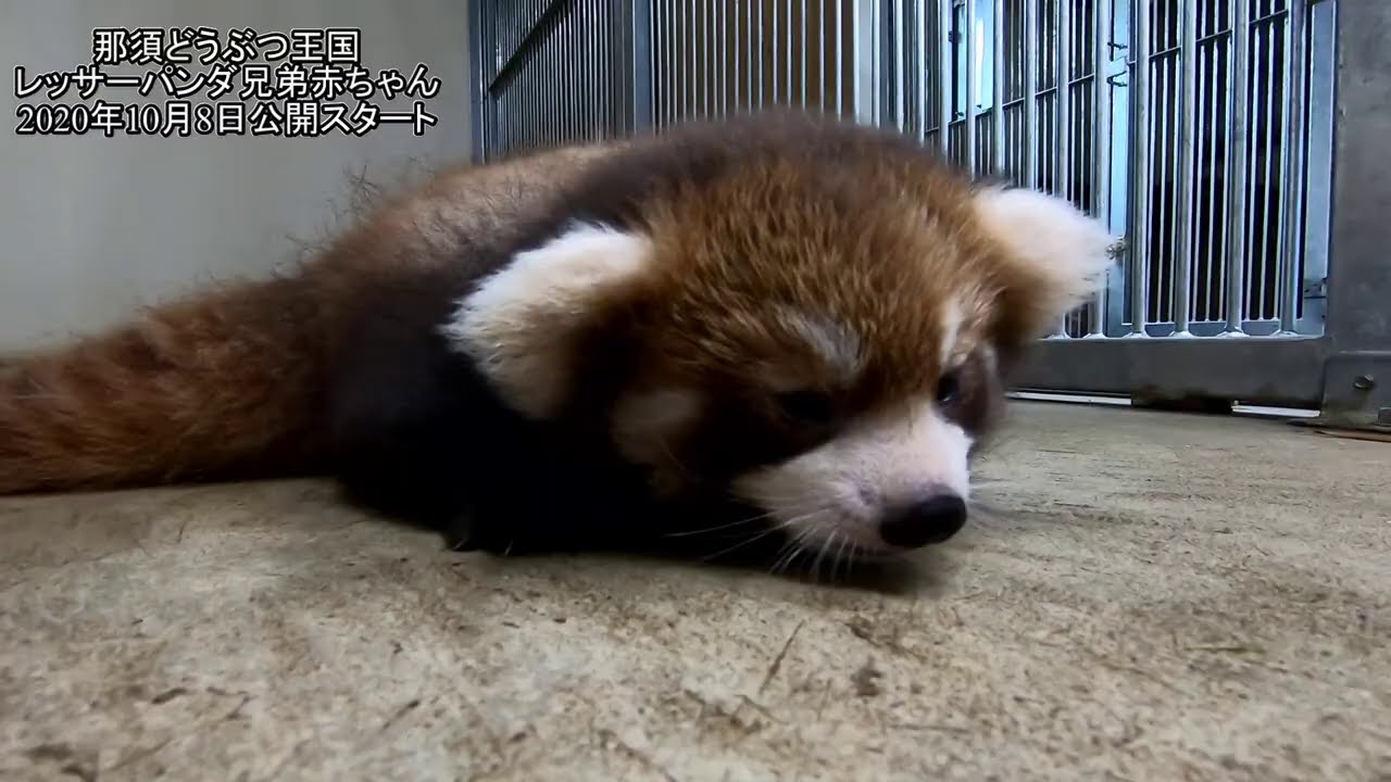 那須どうぶつ王国 レッサーパンダ兄弟赤ちゃん Red Panda Babies Youtube