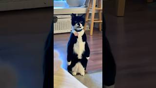 Funny cats 😂 episode 201 #shorts