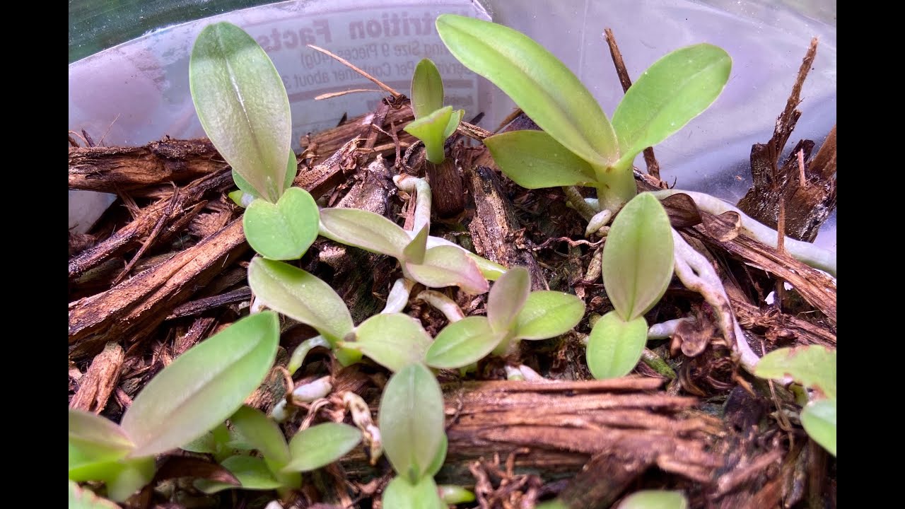 Cattleya Seedling Care- #carecollab