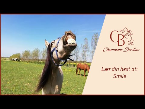 Video: Hvordan Man Lærer En Hest At Samle