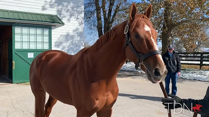 Meet Spendthrift's New Breeders' Cup Champs