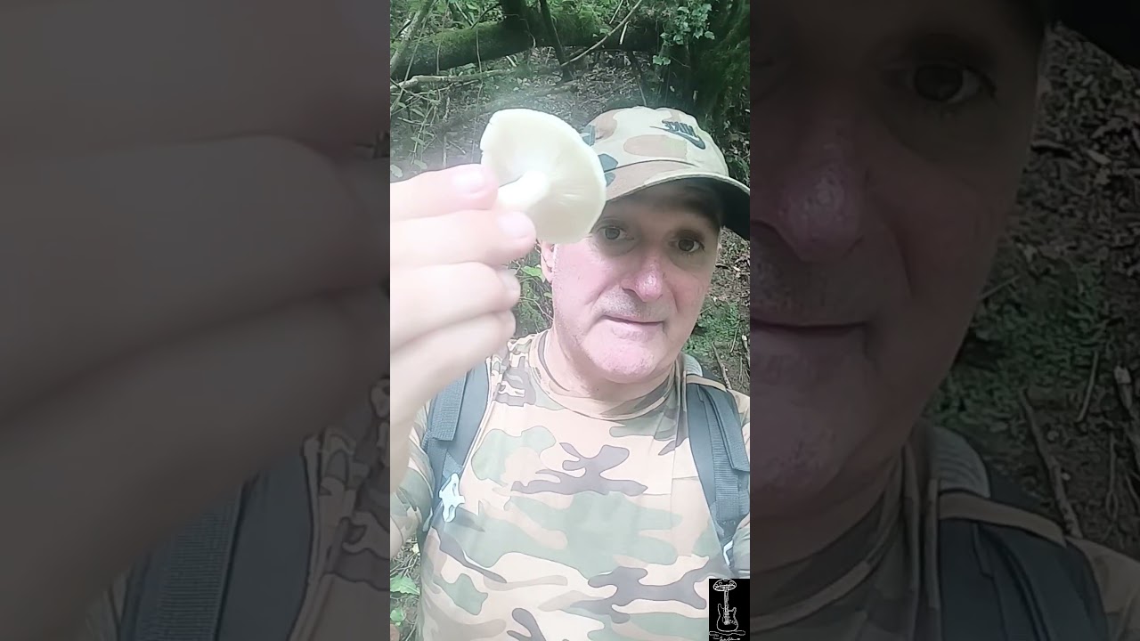 SETA DE CURA GRAN COMESTIBLE